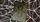 Bicycle Spider Playing Cards - image 6