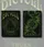 Bicycle Thorn Playing Cards