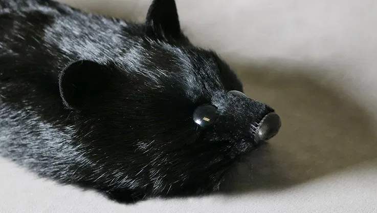 Black Fox Spring Animal - image 2