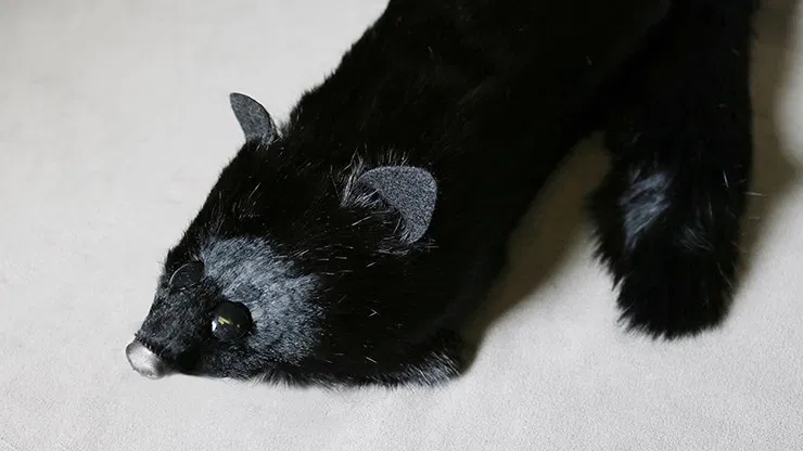 Black Fox Spring Animal - image 4