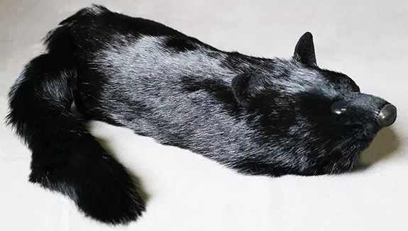 Black Fox Spring Animal - image 5
