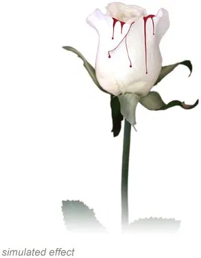 Bleeding Rose