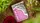Botanica Playing Cards - image 1