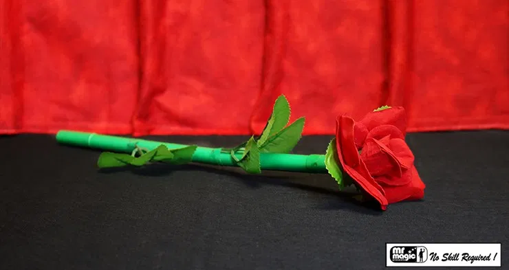 Break Away Rose