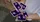 Bug Playing Cards - image 6