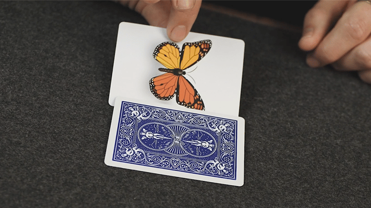 Caterfly - thumbnail 5