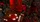 Draconian Crimson Playing Cards - image 3