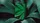 Green Wave Playing Cards - image 1