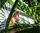 Leaves Playing Cards - image 5