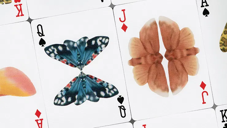 Moths - image 3