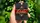 Oxalis Playing cards - image 1