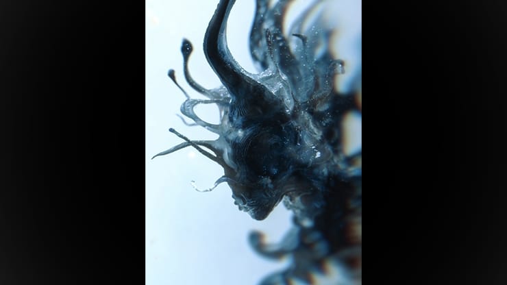 Progeny