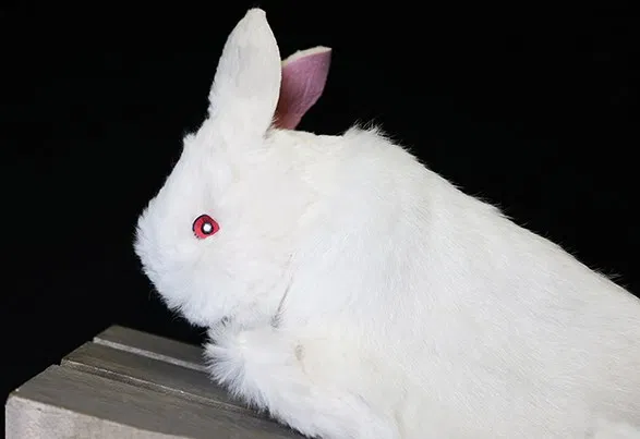Rabbit Hand Puppet - image 2