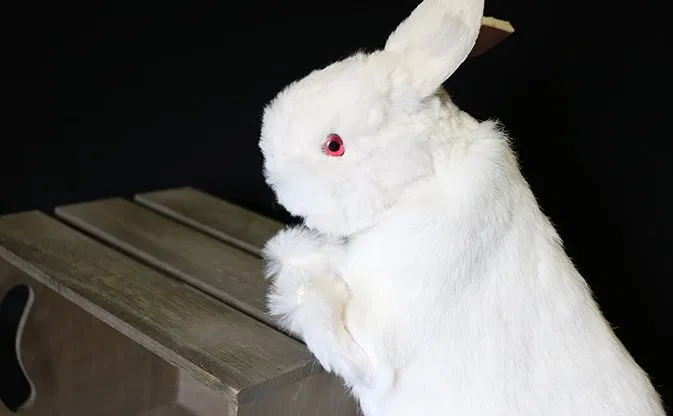Rabbit Hand Puppet - image 4