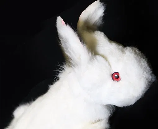 Rabbit Spring Animal - image 2