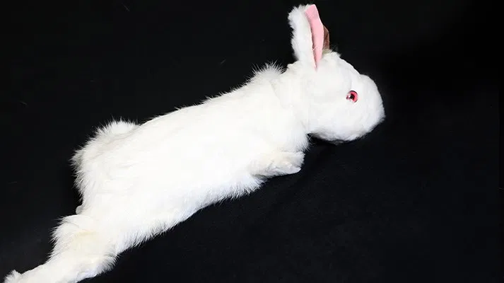 Rabbit Spring Animal - image 3