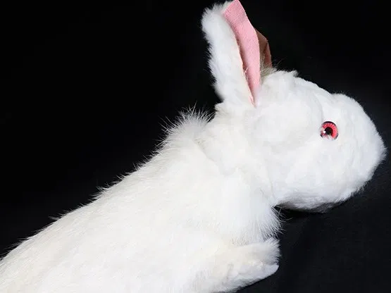 Rabbit Spring Animal - image 4