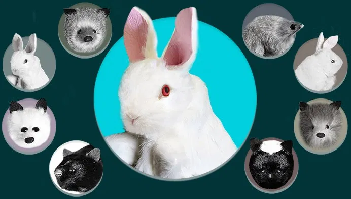 Rabbit Spring Animal - image 1