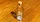 Real Coin in Bottle - image 4