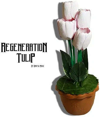 Regeneration Tulip