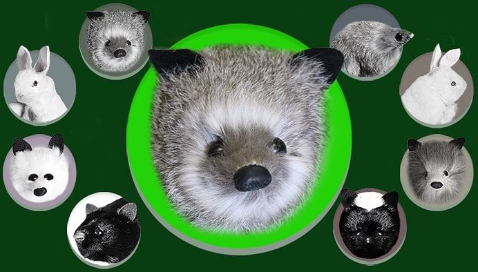 Silver Fox Spring Animal - magic