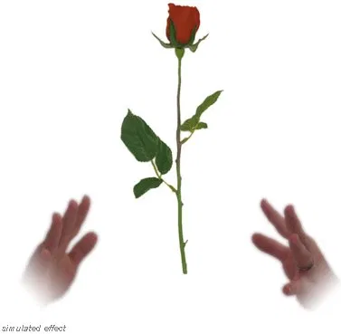 Simplex Floating Rose - David R. Evangelista