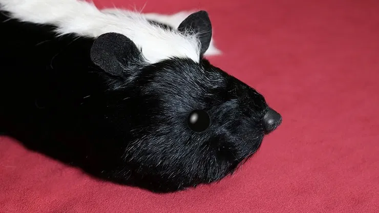 Skunk Spring Animal - image 2