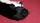 Skunk Spring Animal - image 2