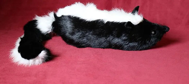 Skunk Spring Animal - image 3