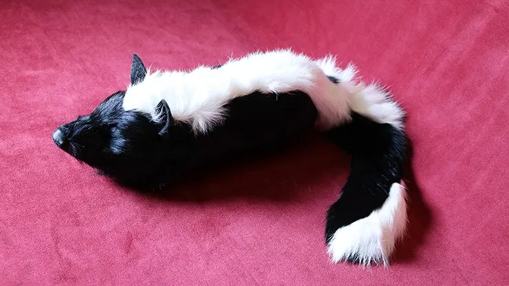 Skunk Spring Animal - image 4