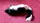 Skunk Spring Animal - image 4