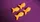 SPONGE GOLDFISH - image 2