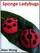 Sponge Lady Bugs