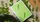 Sweet Peas Playing Cards - image 2