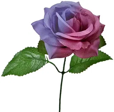 The Real Color Changing Flower