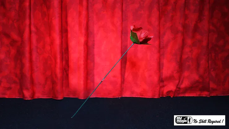 Torch to Rose