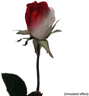 Ulti-Rose "Single Color Changing Rose"
