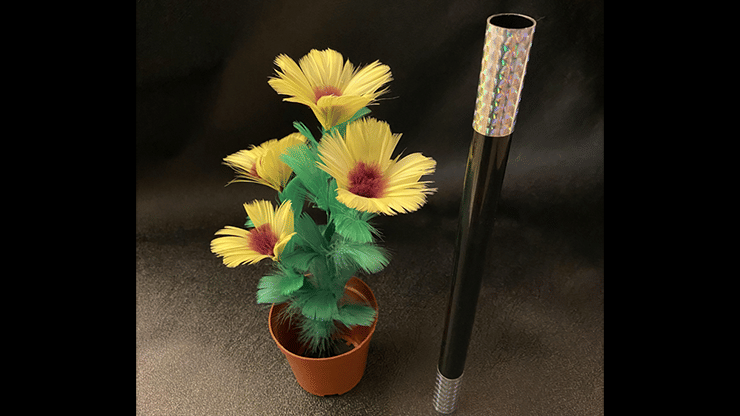 Wand to Sunflower - thumbnail 2