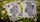 Wheel of the Year Beltane Playing Cards - image 2