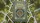 Wheel of the Year Beltane Playing Cards - image 1