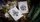 Wheel of the Year Imbolc Playing Cards - image 5