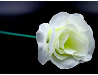 White Flash Flower - thumbnail 3
