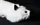 White Fox Spring Animal - image 3