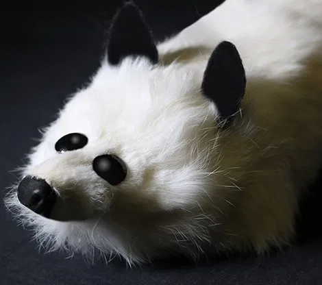 White Fox Spring Animal - image 4