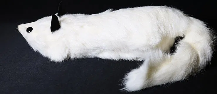 White Fox Spring Animal - image 5