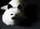 White Fox Spring Animal - image 6