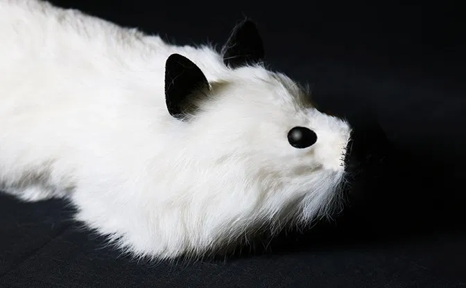 White Fox Spring Animal - image 7