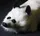 White Fox Spring Animal - image 8