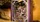 White Tiger Deluxe Wooden Box Set - image 3