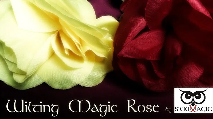 Wilting Rose - image 1